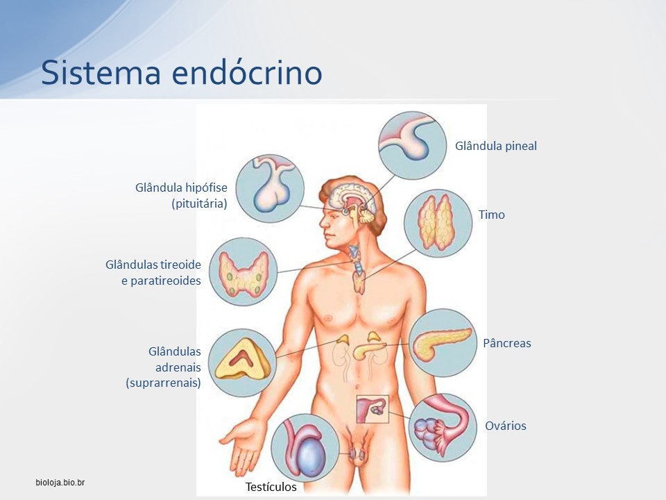 Sistema endócrino slide 4