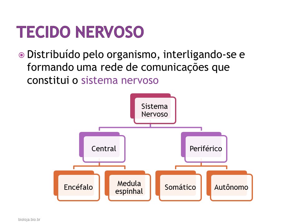 Histologia Humana 4: tecido nervoso slide 4