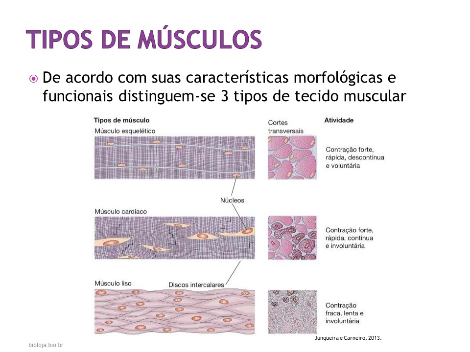 Histologia Humana 3: tecido muscular slide 4
