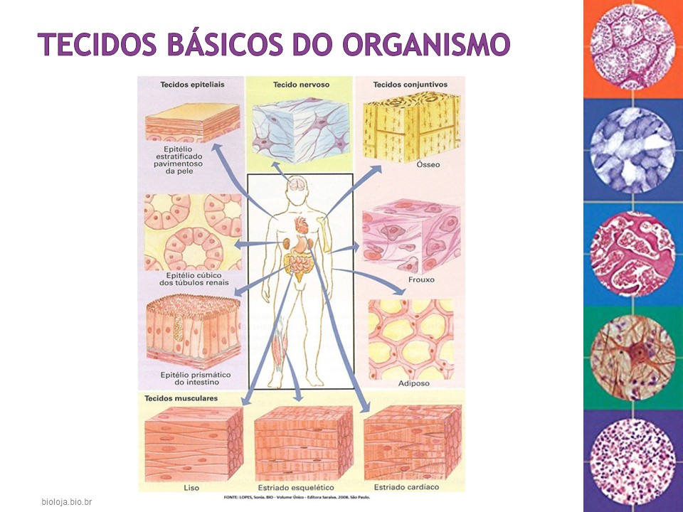 Histologia Humana 1: tecido epitelial slide 4