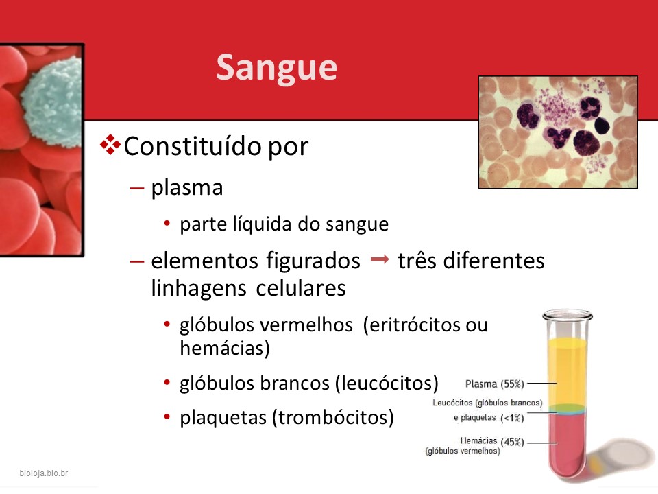 Hematopoese slide 2
