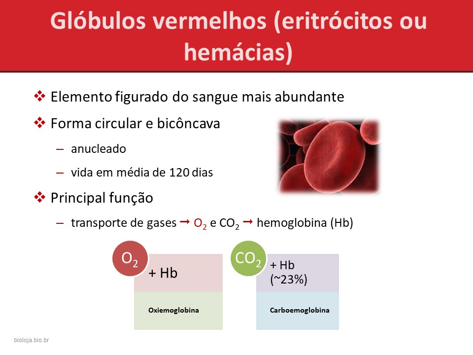Hematopoese slide 3