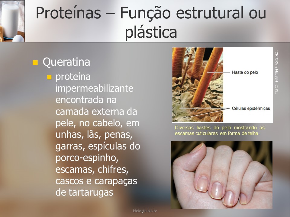 Química celular e nutrição 4: Proteínas slide 4