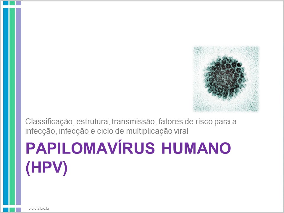 Papilomavírus humano (HPV) e lesões proliferativas relacionadas slide 1