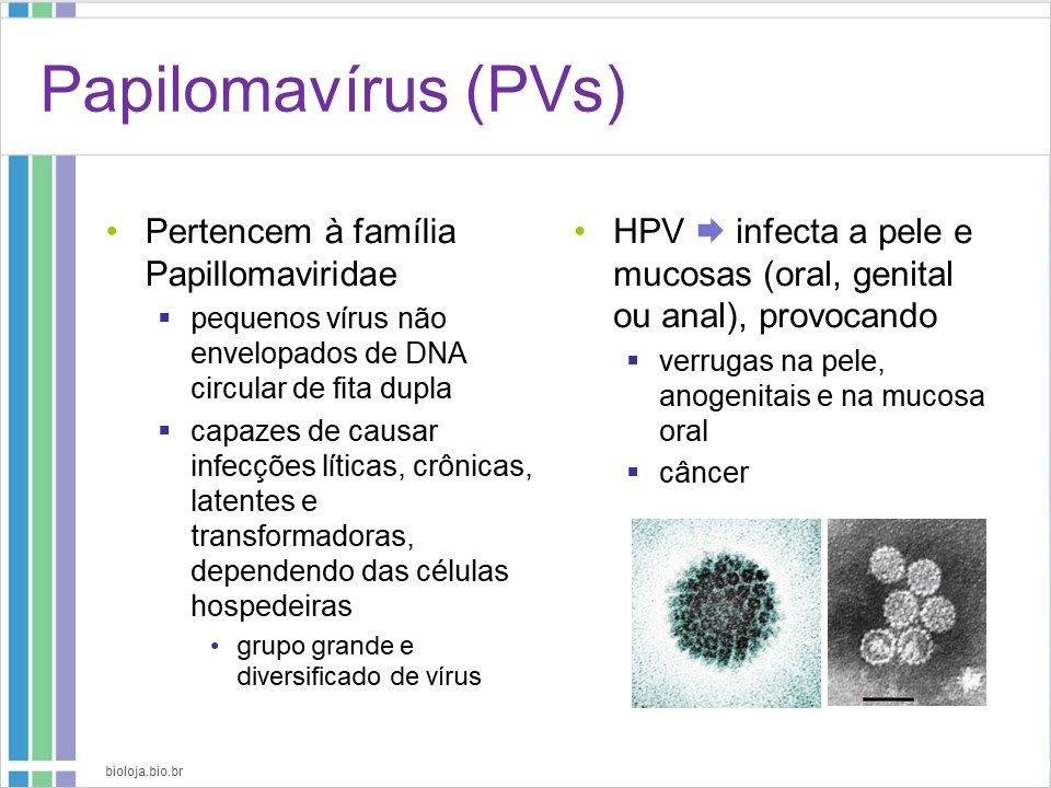 Papilomavírus humano (HPV) e lesões proliferativas relacionadas slide 2