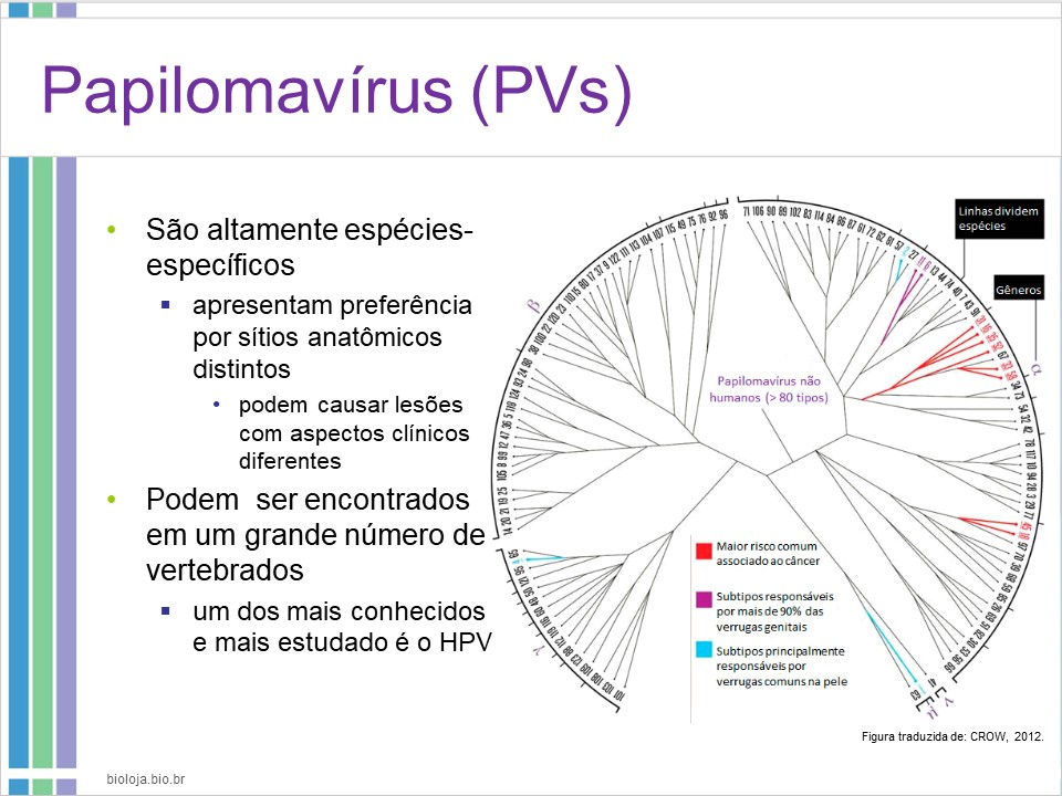 Papilomavírus humano (HPV) e lesões proliferativas relacionadas slide 3
