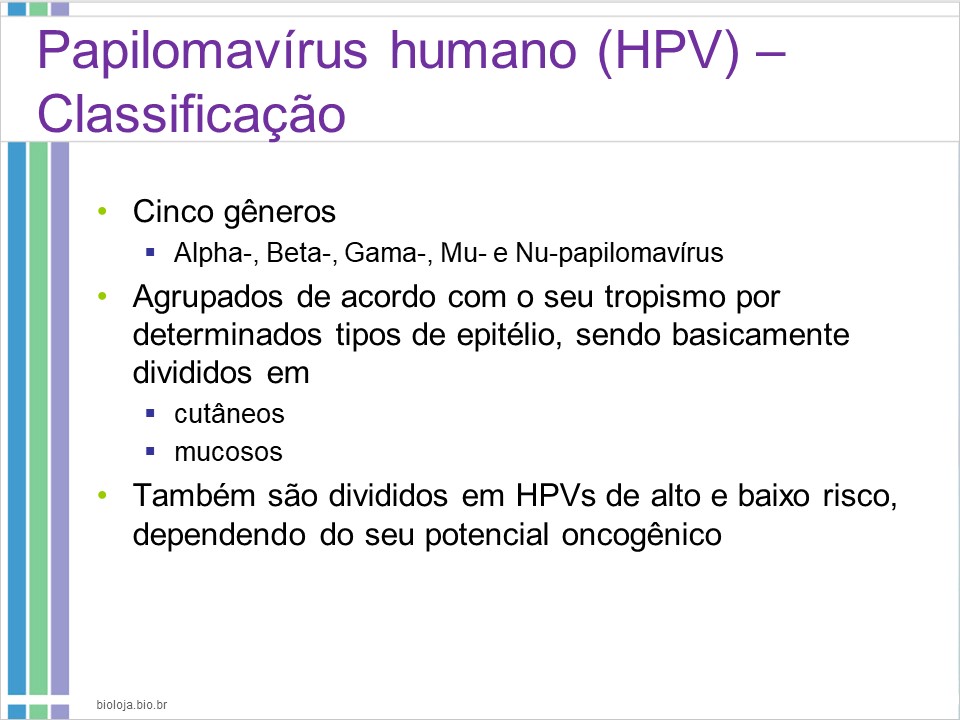 Papilomavírus humano (HPV) e lesões proliferativas relacionadas slide 4