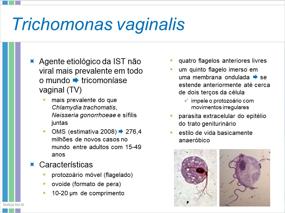 Infecções sexualmente transmissíveis 4 (IST-4) slide 3