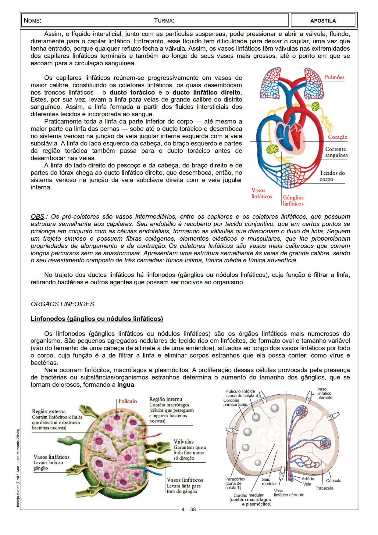 Apostila Fisiologia de órgãos e sistema II: sistemas linfático e imunitário slide 4