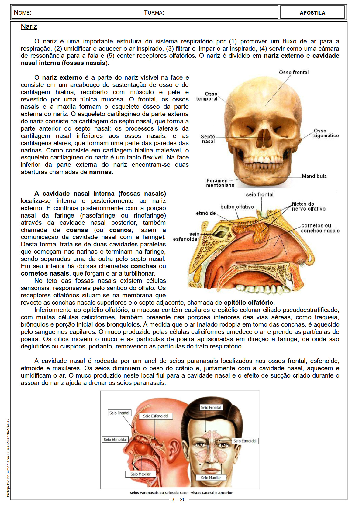 Apostila Fisiologia de órgãos e sistema III: sistema respiratório slide 3