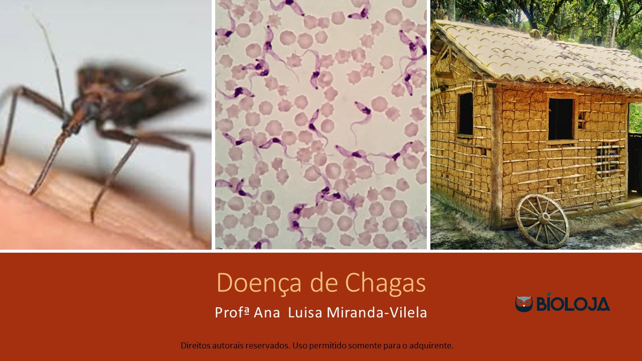 Doença de Chagas slide 0