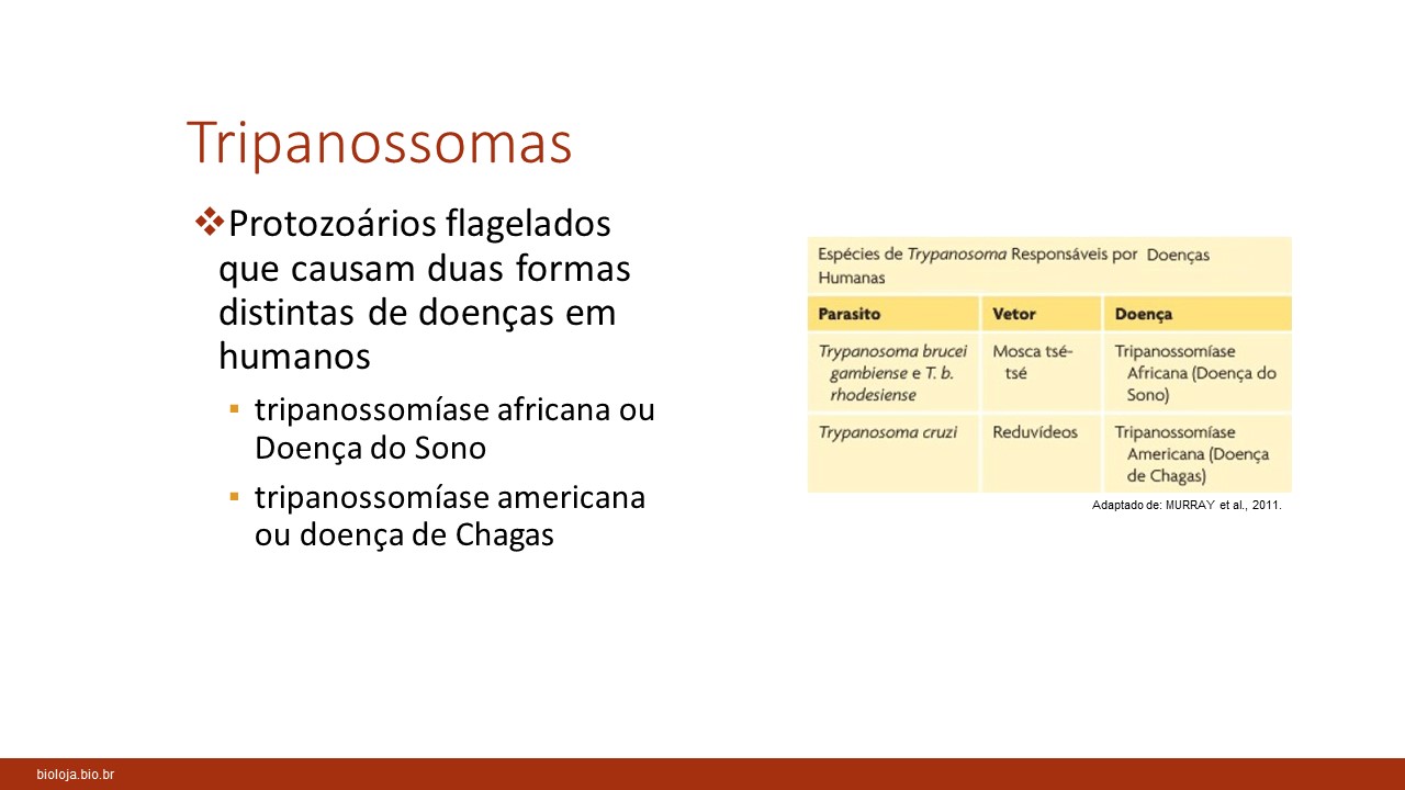 Doença de Chagas slide 1