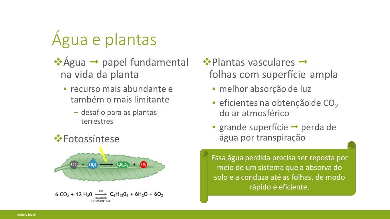 Fisiologia vegetal I: absorção, condução, transpiração e nutrição mineral slide 3