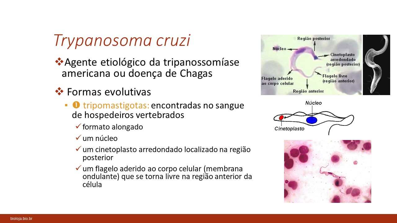 Doença de Chagas slide 3