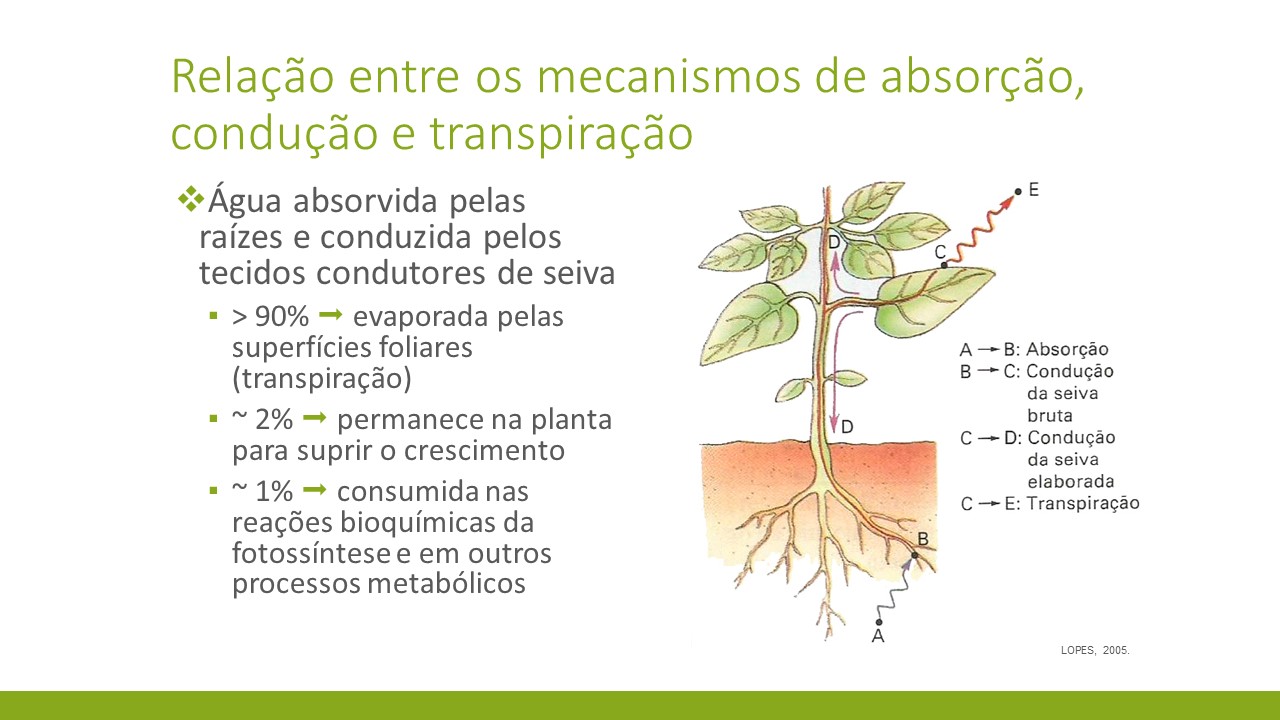 Fisiologia vegetal I: absorção, condução, transpiração e nutrição mineral slide 4