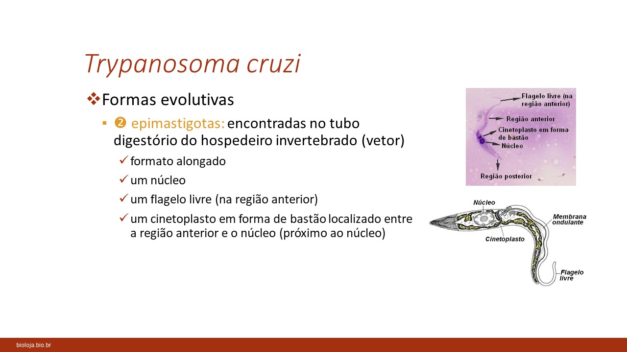 Doença de Chagas slide 4