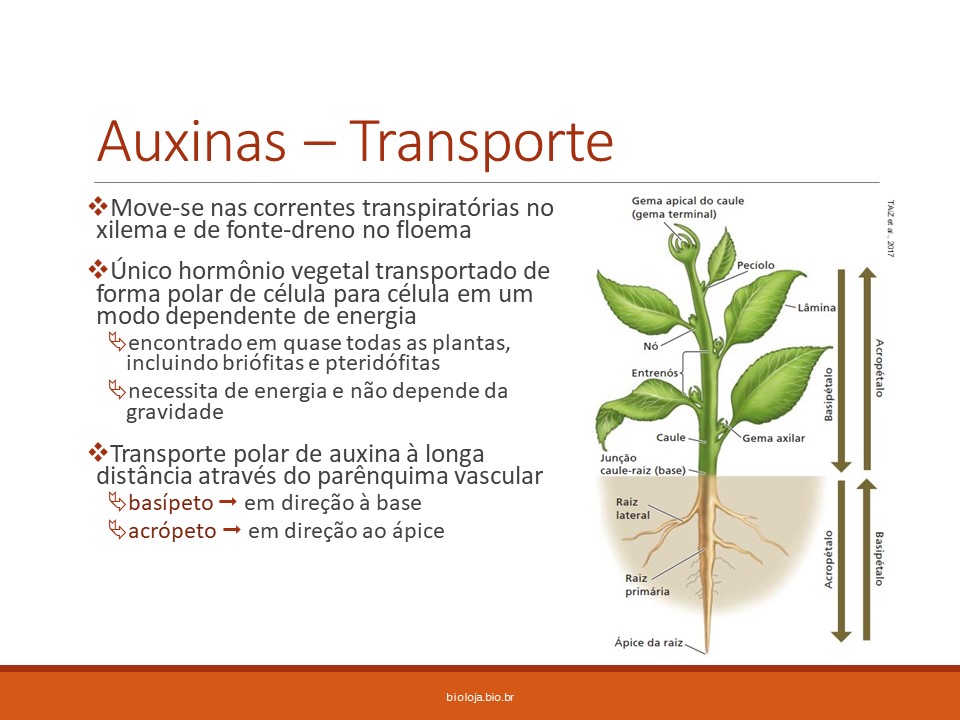Fisiologia vegetal II – Crescimento e desenvolvimento parte II: Fitormônios slide 4