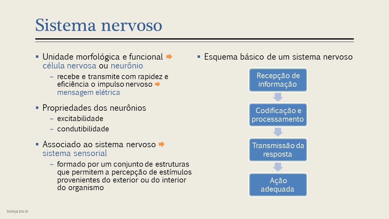 Sistema nervoso comparado slide 3
