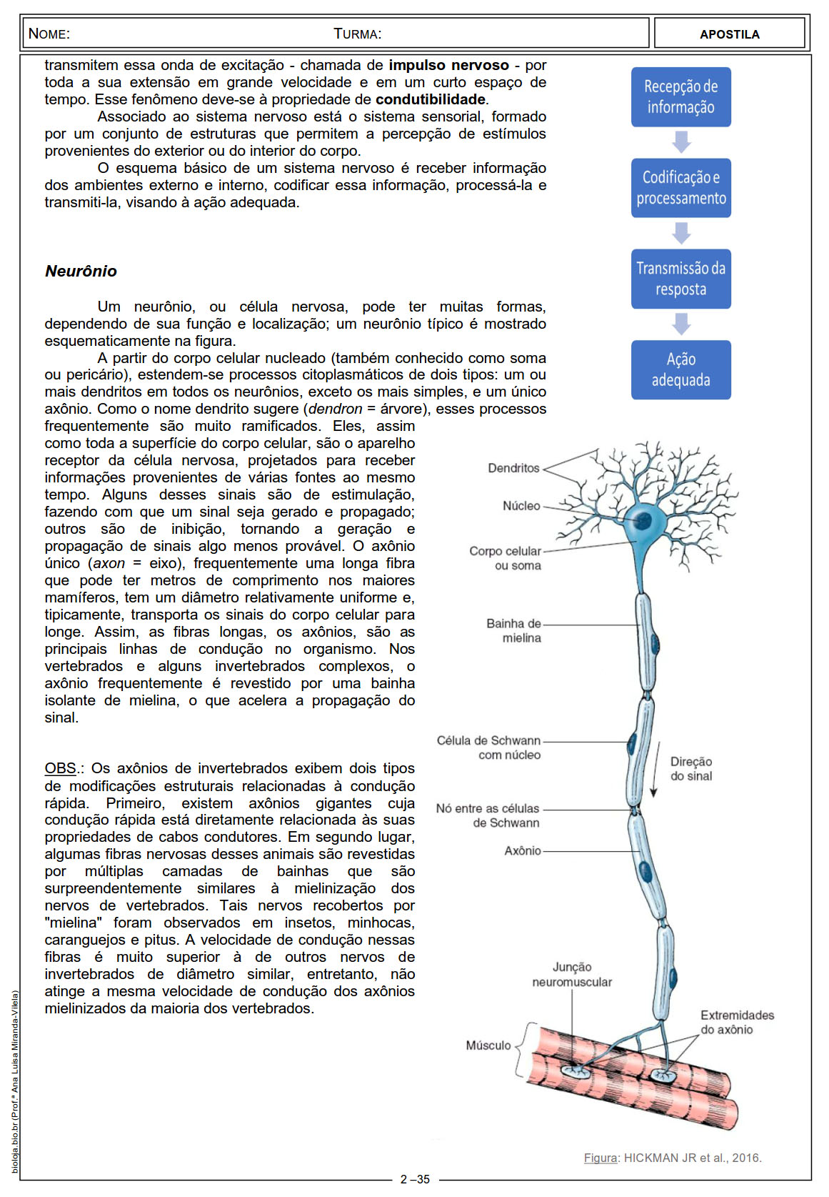 Apostila Sistema nervoso comparado slide 2