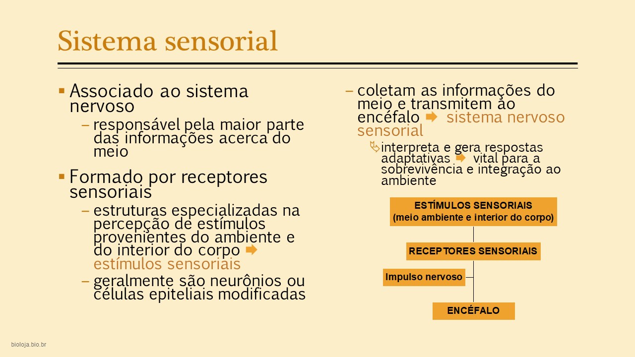 Sistema sensorial comparado slide 2