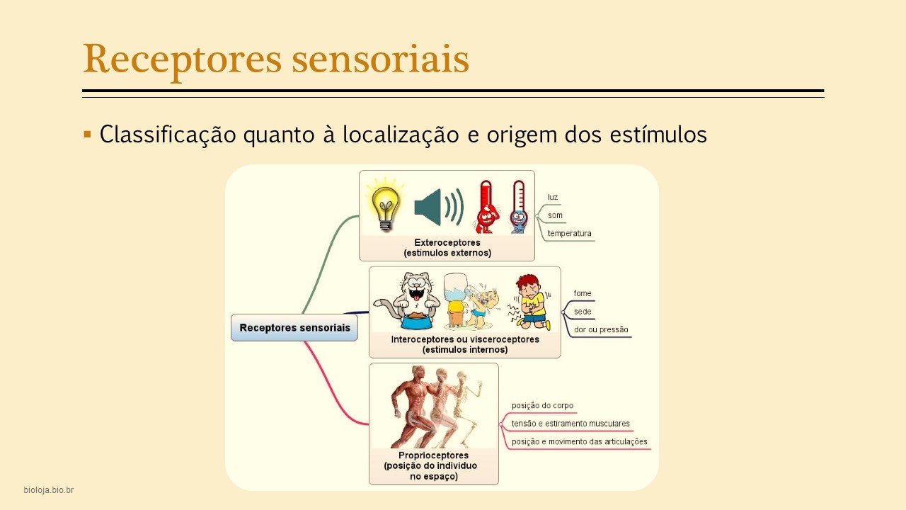 Sistema sensorial comparado slide 3