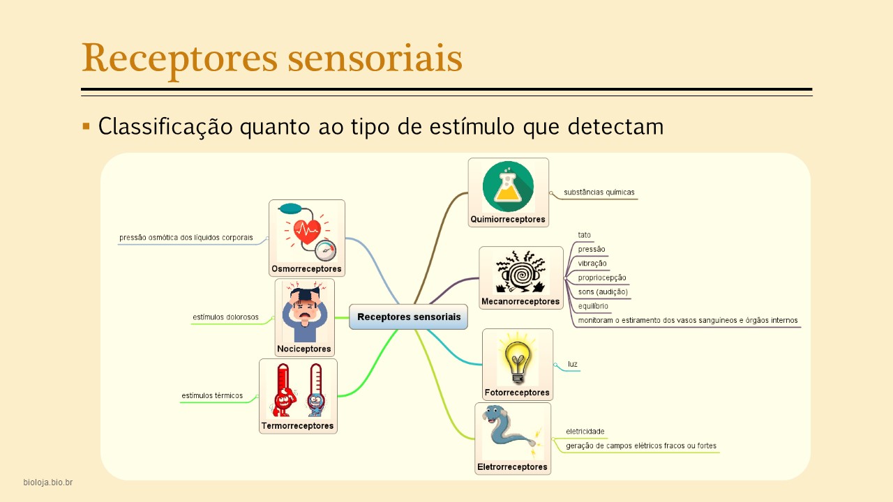 Sistema sensorial comparado slide 4