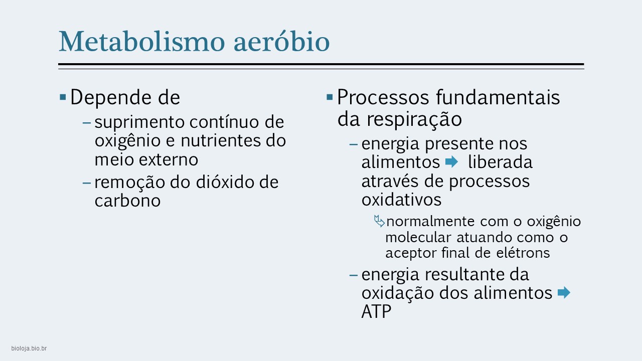 Sistema respiratório comparado slide 2