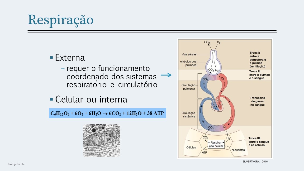 Sistema respiratório comparado slide 3