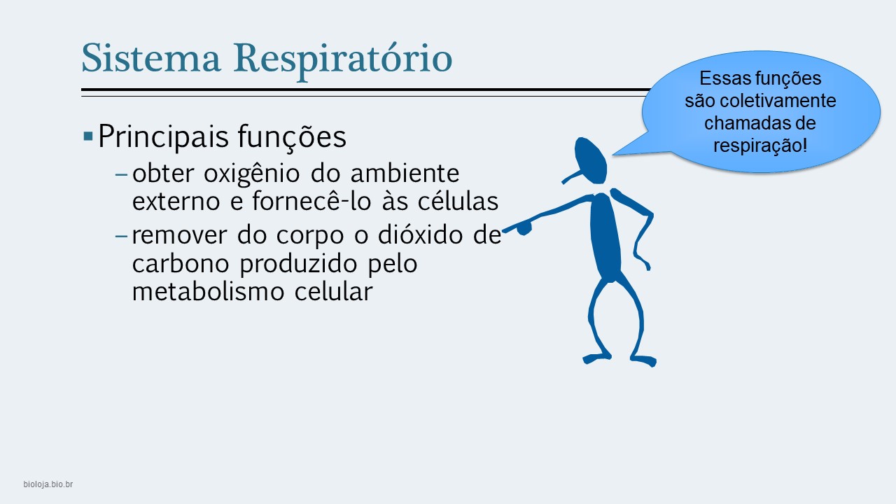 Sistema respiratório comparado slide 4