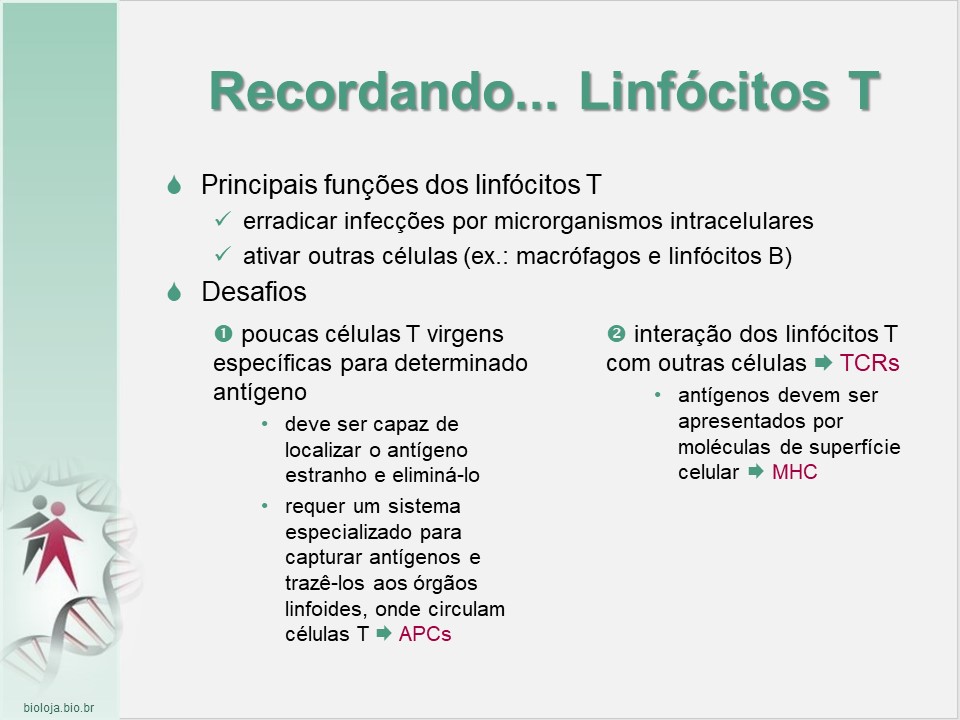 Imunogenética 3: Transplantes slide 3