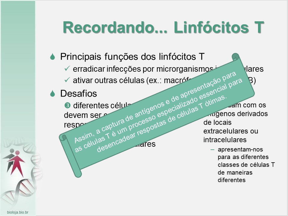 Imunogenética 3: Transplantes slide 4